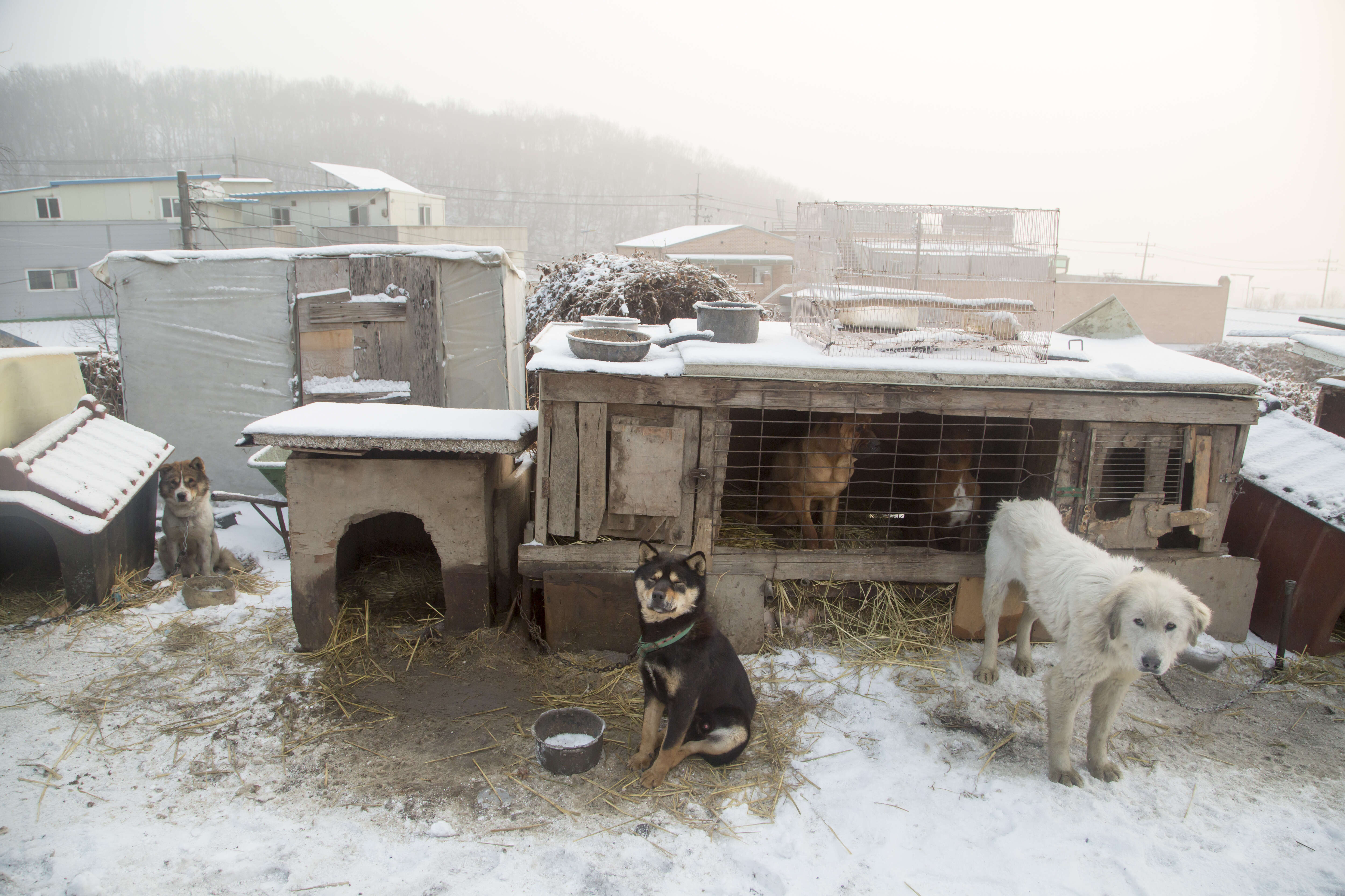 Dogs at dog meat farm