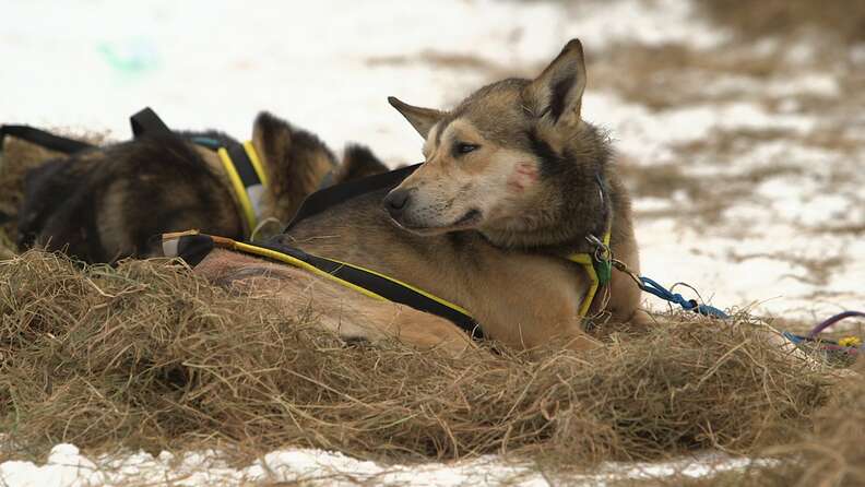 dog abuse iditarod musher dallas seavey