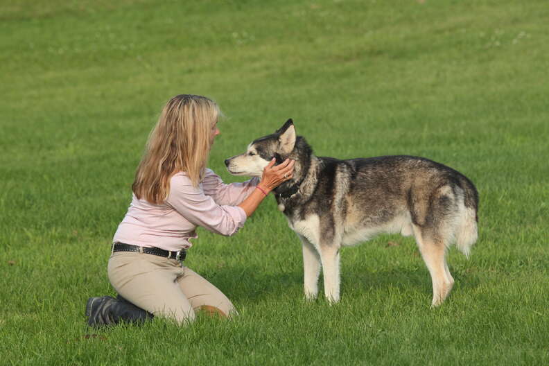 rescued sled dog abuse canada