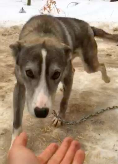 sled dog abuse canada