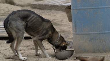 iditarod abuse sled dogs
