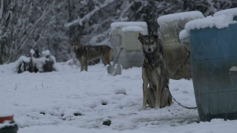 sled dog abuse alaska