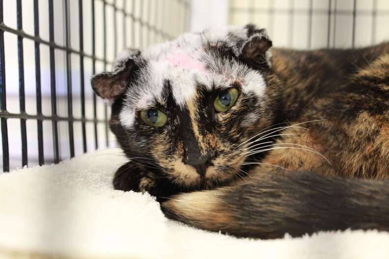 Cat with white hair after mange