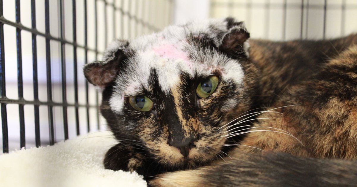 Tortoiseshell Cat's Hair Turns White After Suffering From Mange - The Dodo