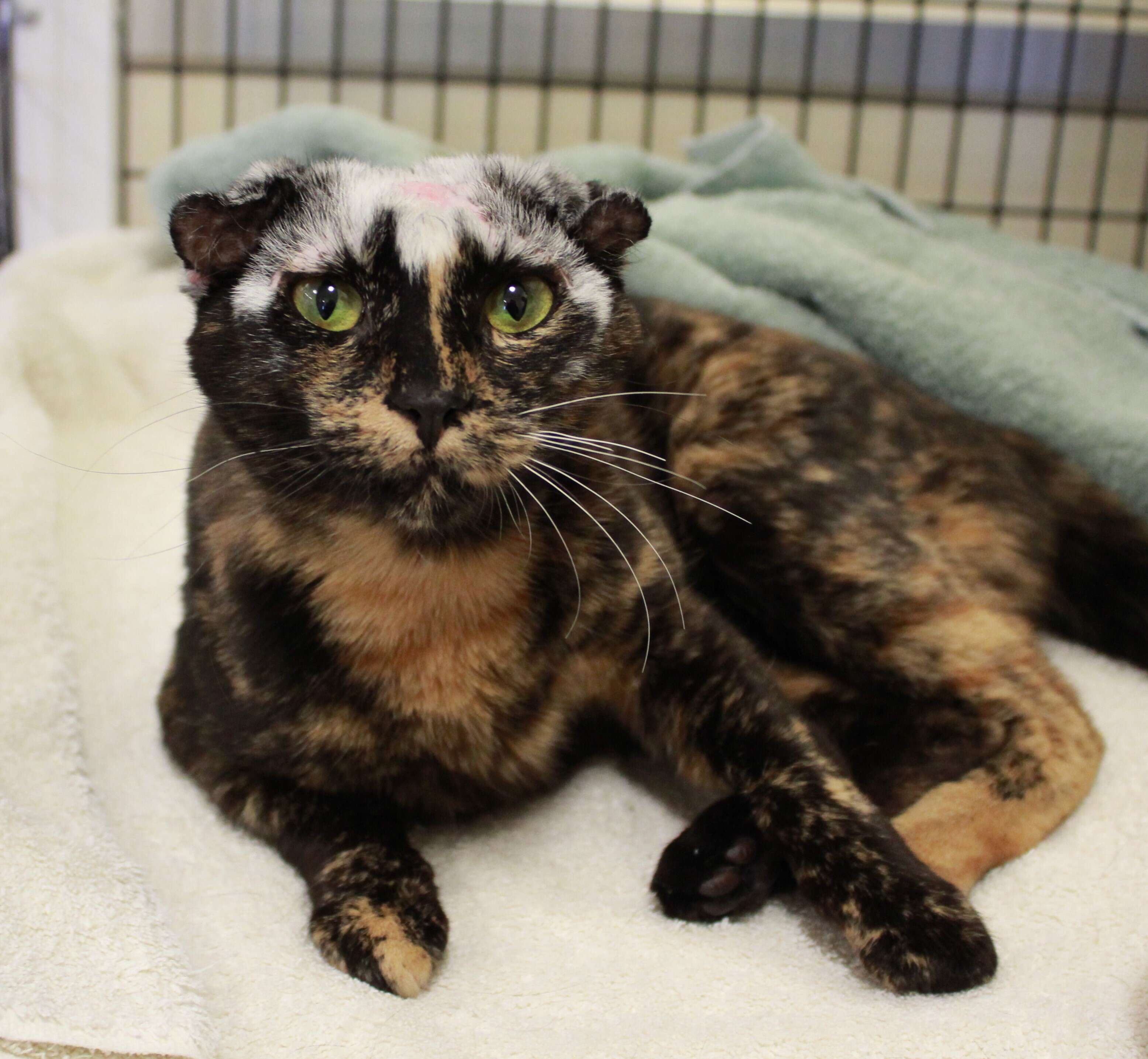 Cat with white hair after mange