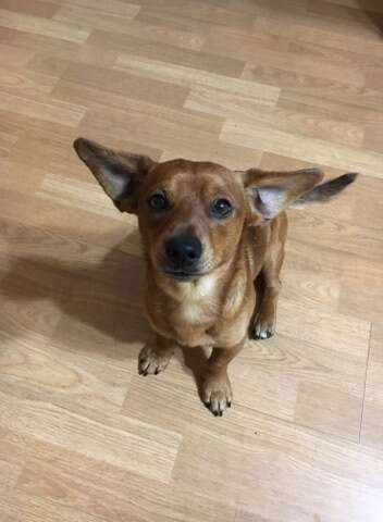 Dog with ears up