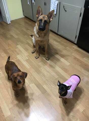 Three dogs on kitchen floor together