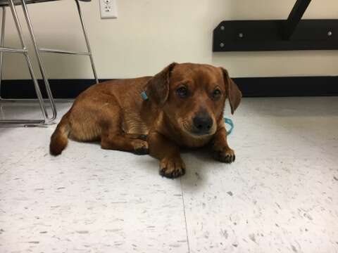 Dog lying on floor of vet hospital