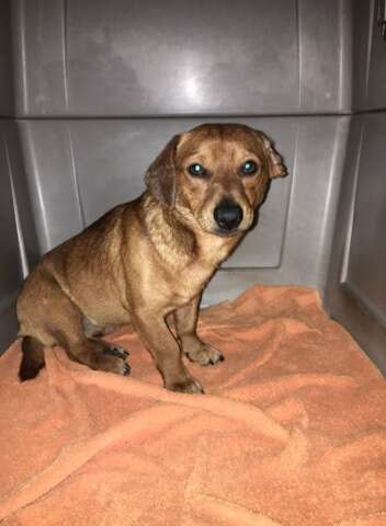 Scared looking dog in kennel