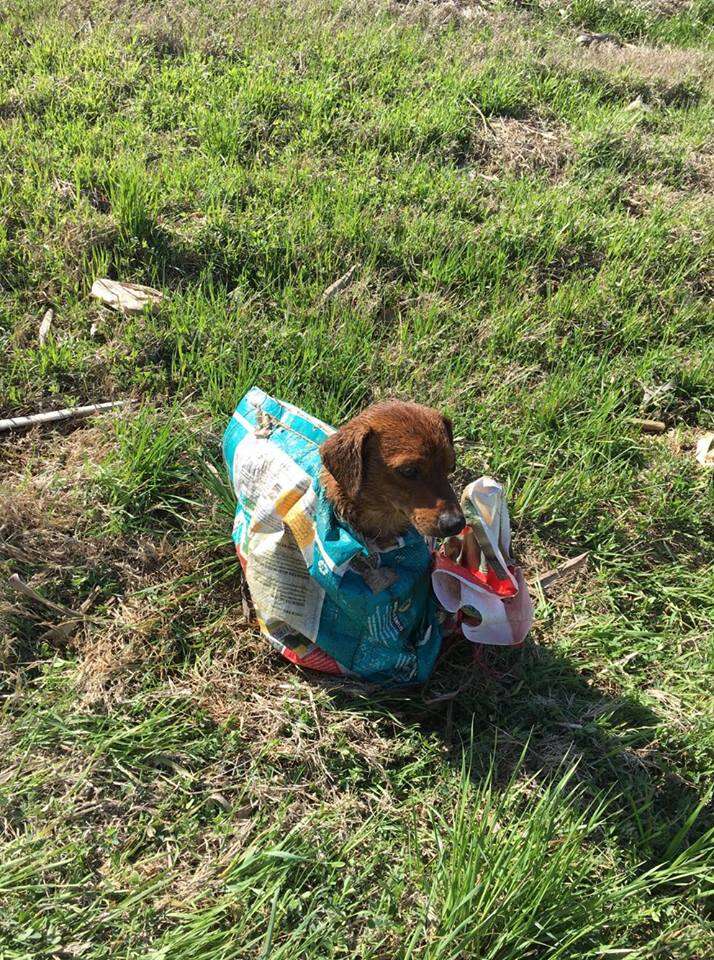 Dog tied up in feed sack in grass