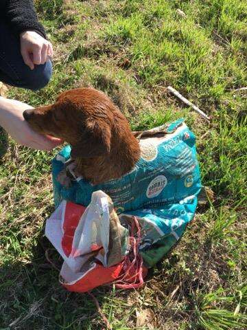 Dog tied up in feed sack