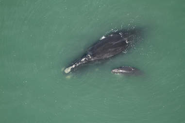 North Atlantic right whale and calf