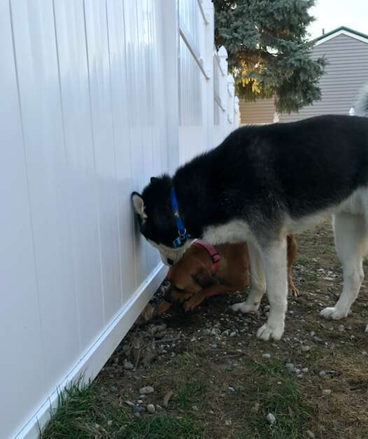 dog spies neighbors fence
