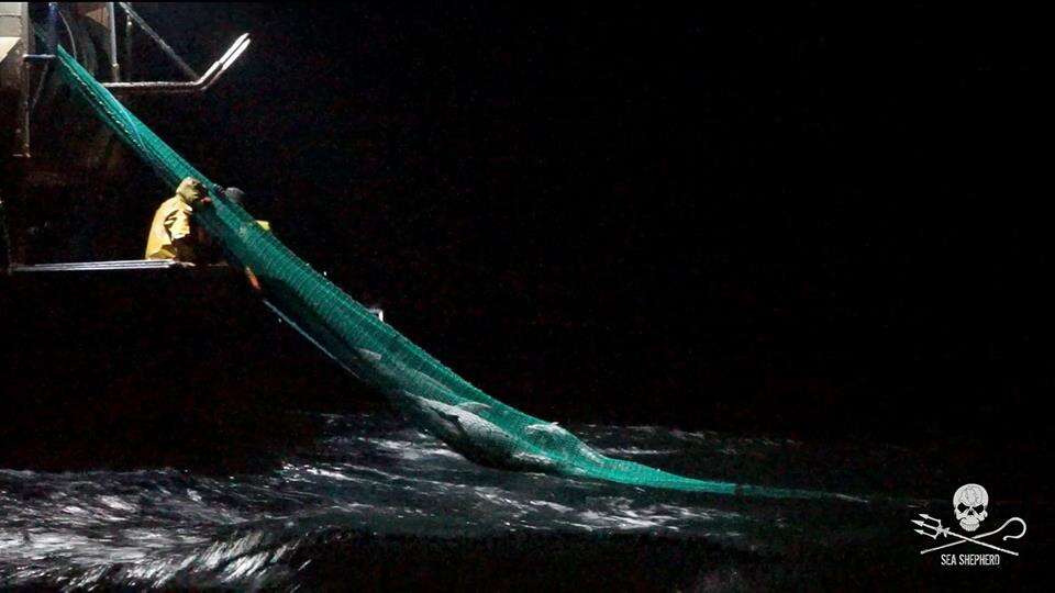 Fishermen pulling in trawling net from ocean