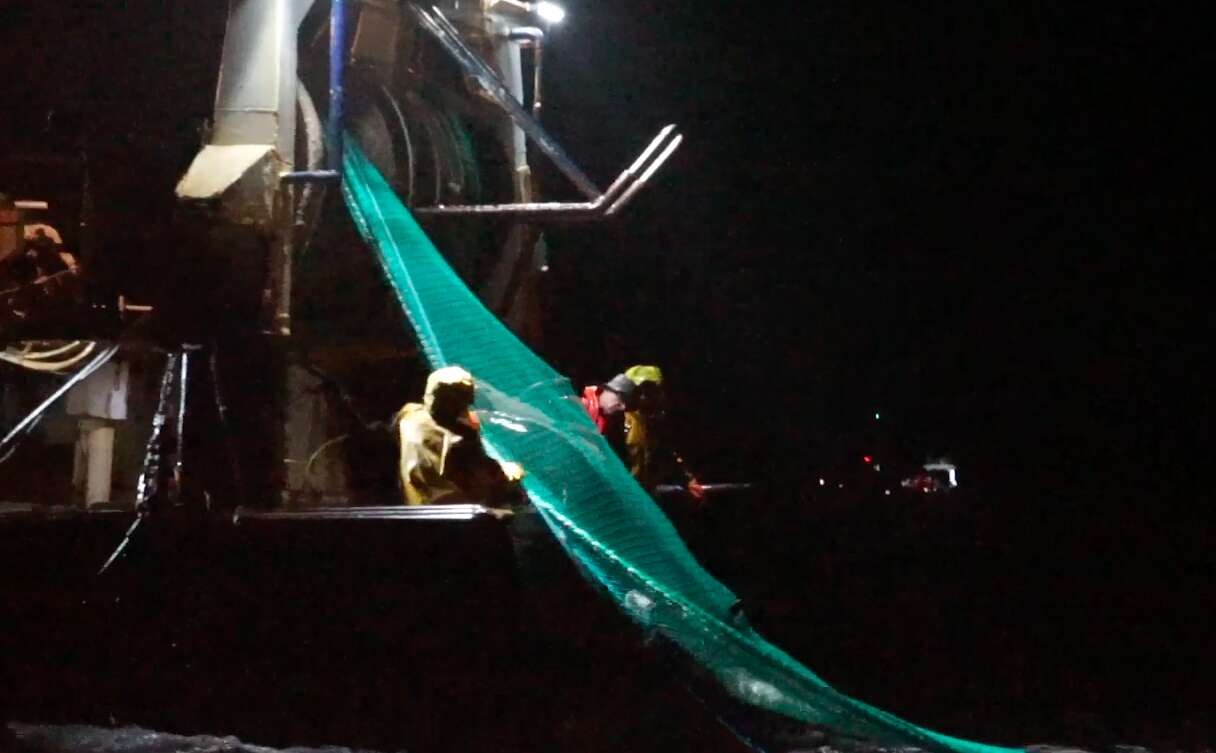 Fishermen pulling in net with dolphin inside of it