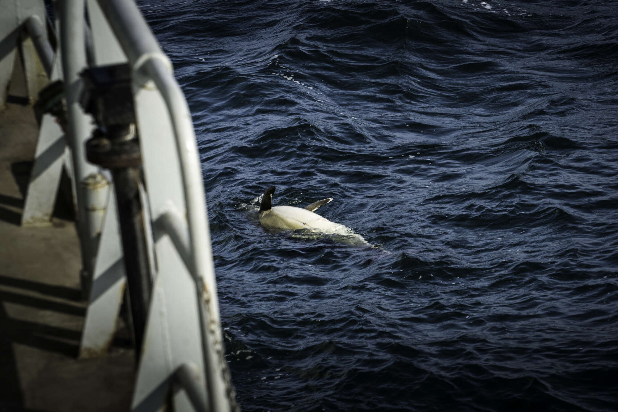 Dead dolphin floating in water