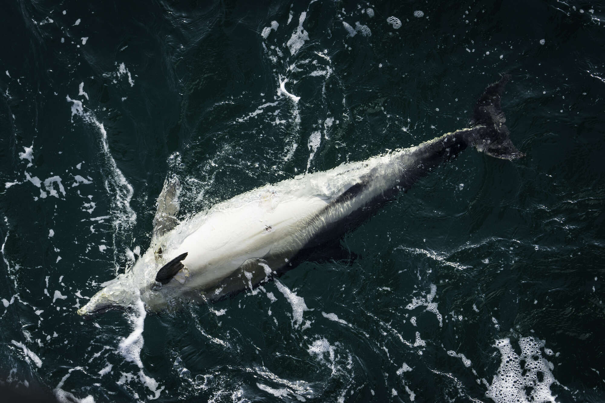 Dead dolphin in the ocean