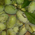 The Pawpaw Is America’s Forgotten Fruit