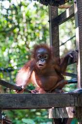 rescue orangutan box