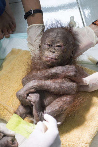 orangutan baby box rescue