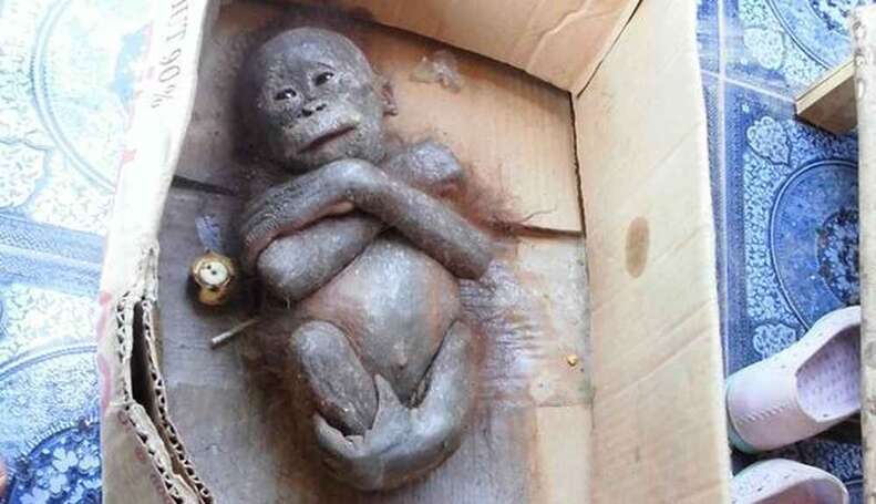 orangutan rescue box