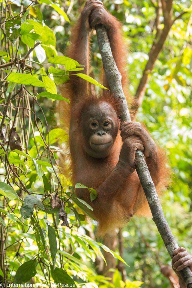 rescue orangutan box borneo