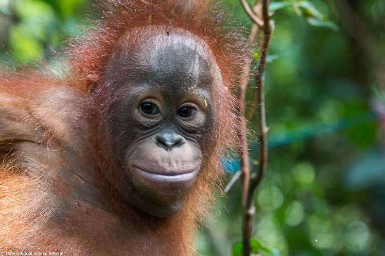 rescue orangutan box borneo gito