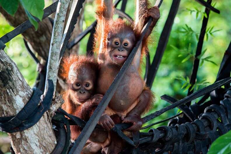 rescue orangutan borneo gito