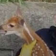 Crying Fawn Reunited With His Mom 