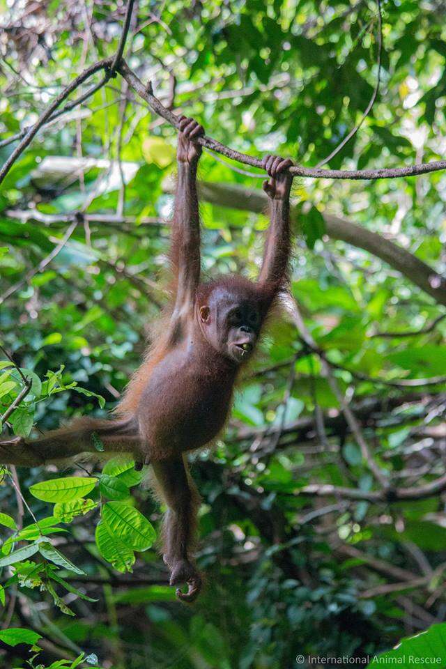rescue orangutan borneo gito