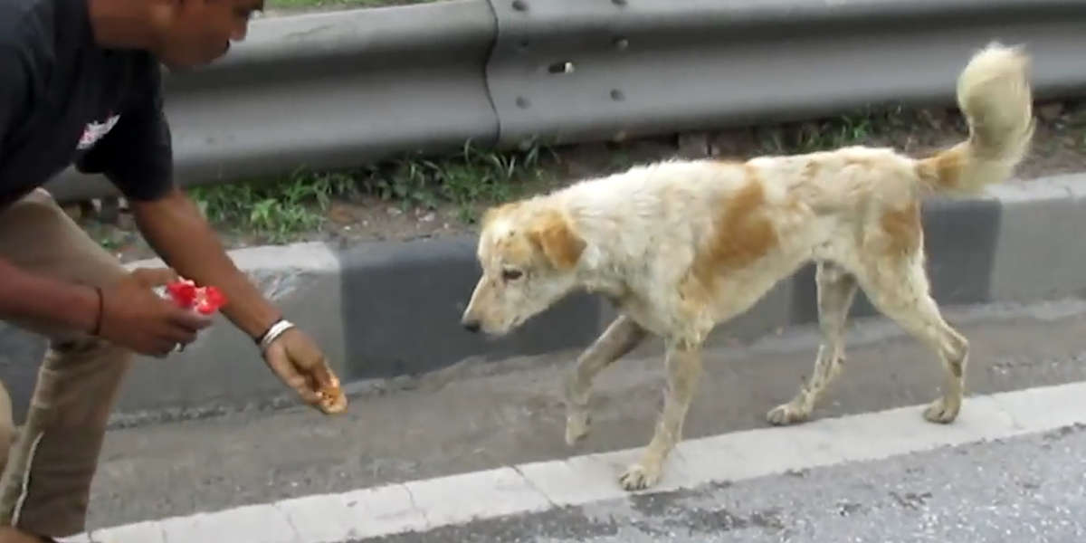 Dog Stuck On Highway Is So Happy To Be Safe Videos The Dodo