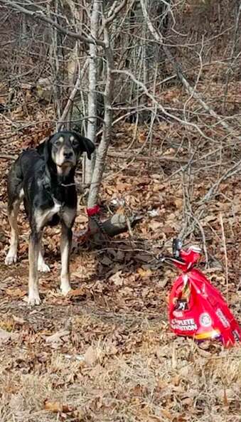 Zeus the dog found in the Virginia woods