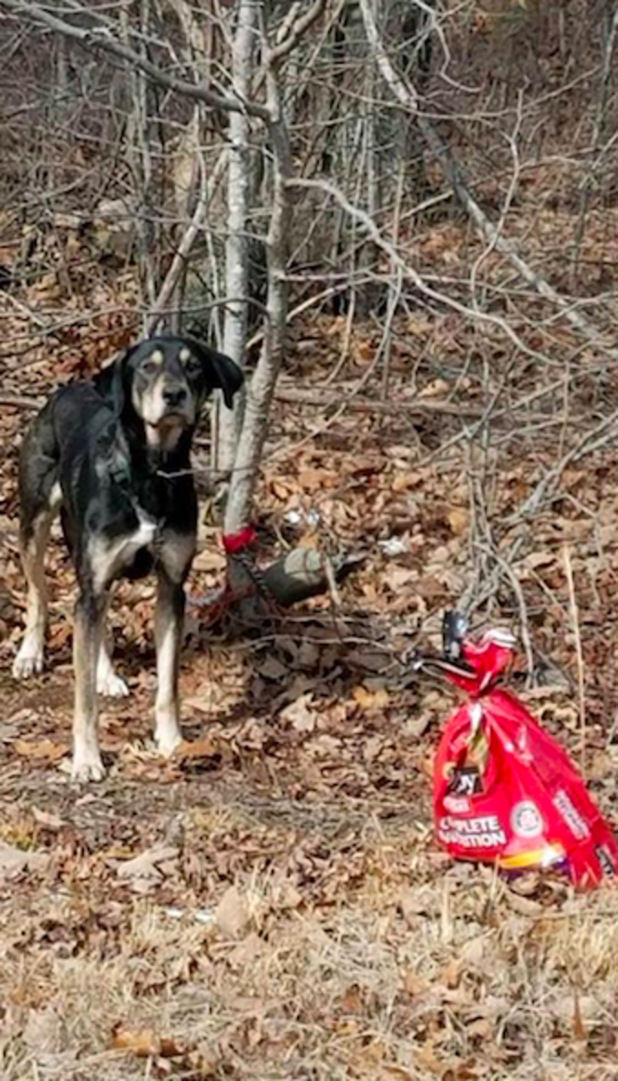 Dog Tied To Tree With Saddest Note On His Collar Finds A Loving Home ...