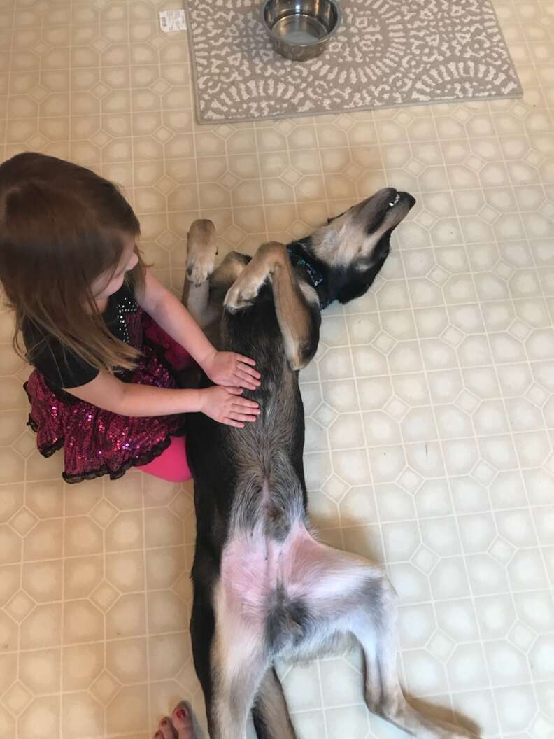 Zeus enjoys a belly scratch