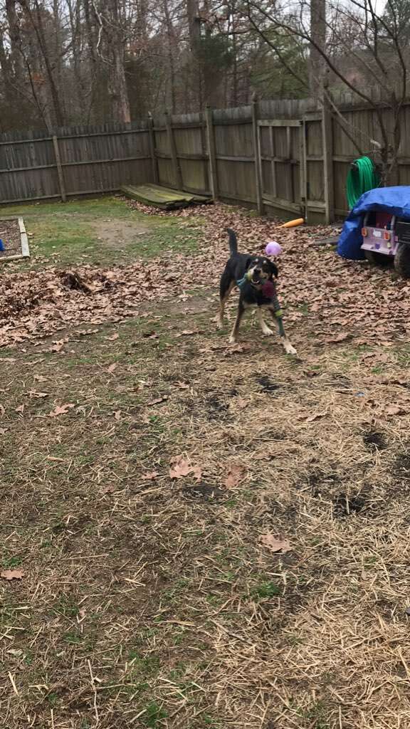Zeus plays in his new backyard