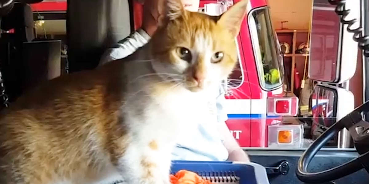 Stray Cat Shows Up At Fire Station And Moves Right In Videos The Dodo