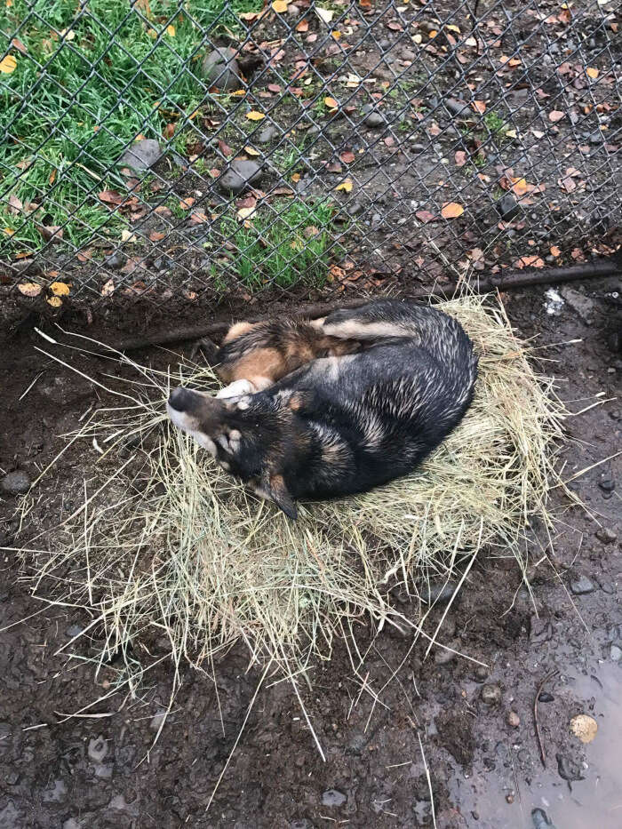 is straw bad for dogs