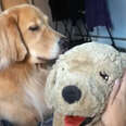 Golden Retriever Gets Jealous Of Stuffed Dog 