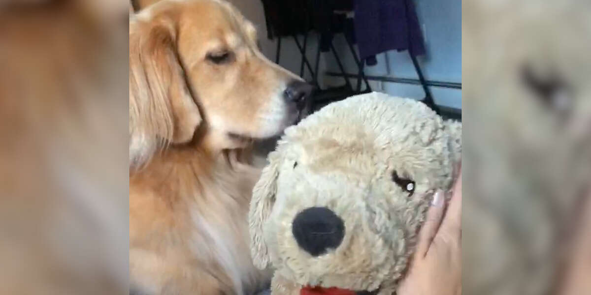 Golden Retriever Gets Jealous Of Stuffed Dog Videos The Dodo