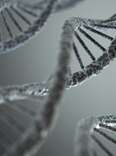 Milestone Achieved in Quest to Grow Human Organs Inside of Animals