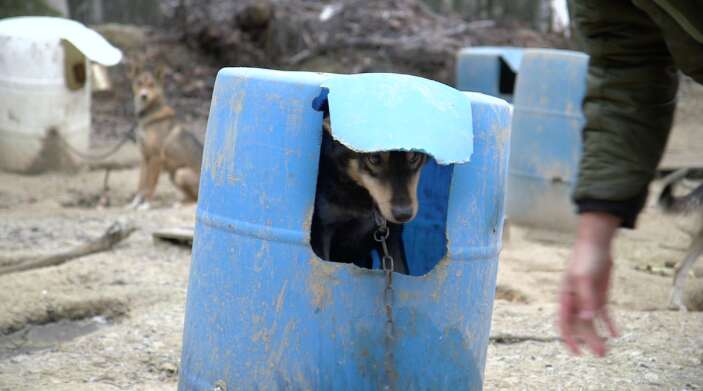 are plastic barrels good for dog houses