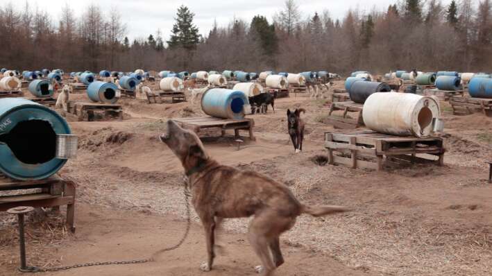 chain dog iditarod musher