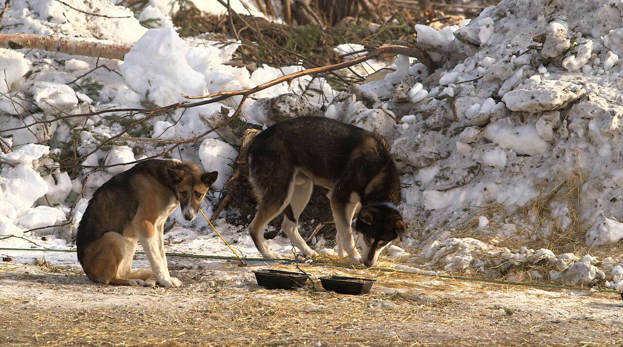 sled dog abuse iditarod