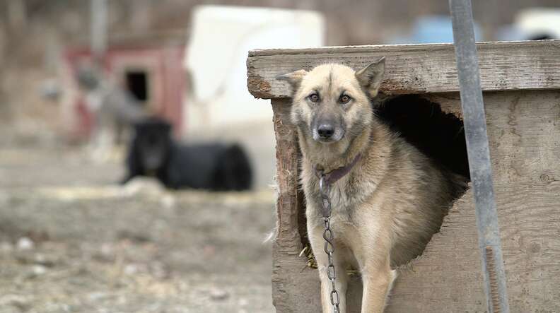 dog abuse iditarod alaska mushing