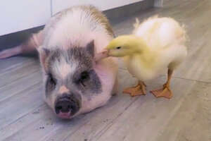 Rambunctious Rescue Pig Adopts Duckling