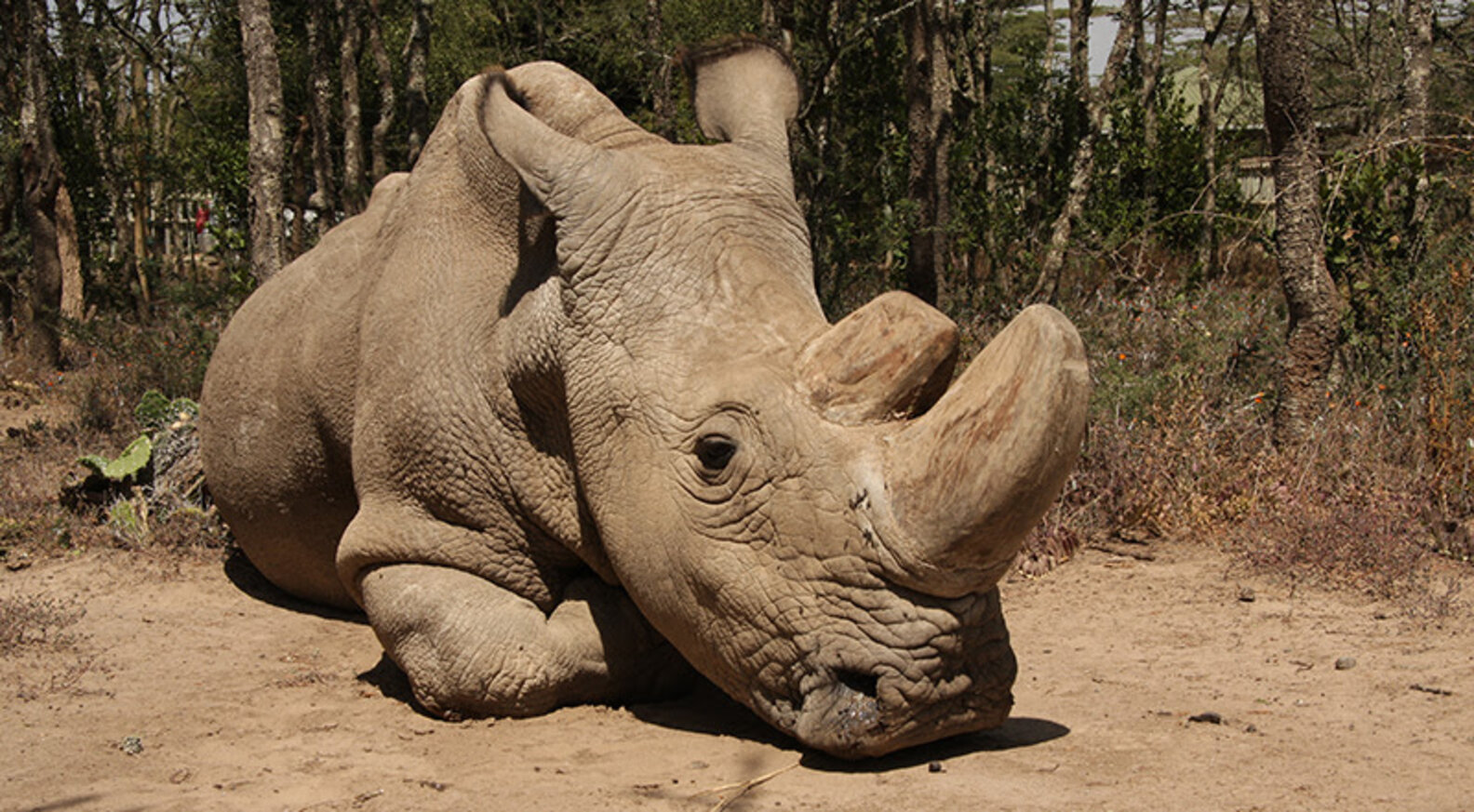 The Last Male Northern White Rhino On Earth Is Very Sick The Dodo(01)
