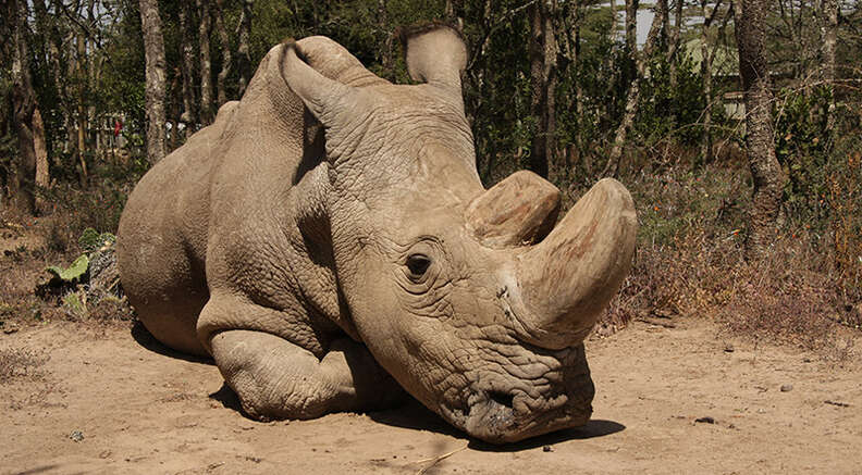Sudan, the last male northern white rhino on earth