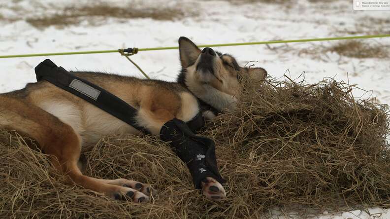 iditarod sled dog alaska abuse