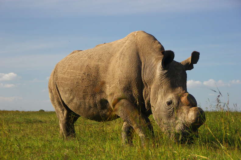 Sudan, the last male northern white rhino