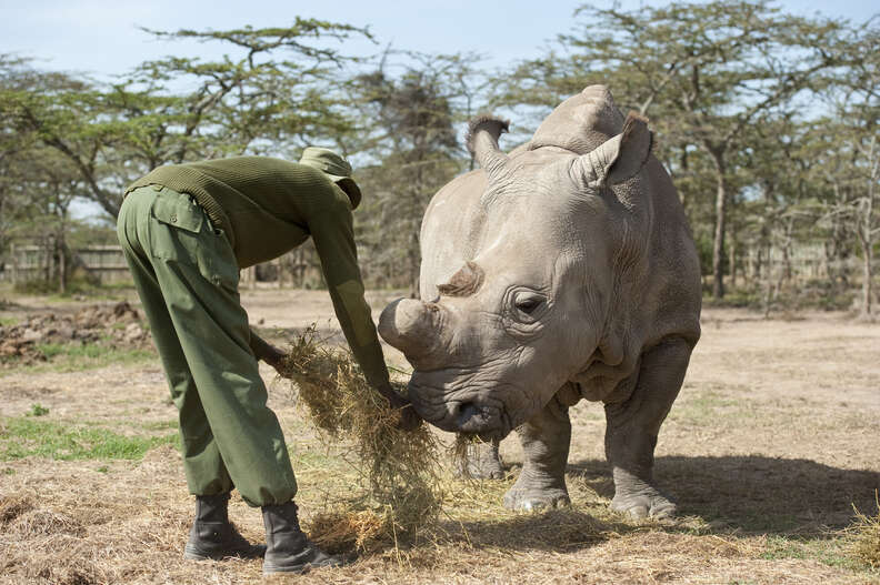 Last male northern white rhino Sudan with ranger at Ol Pejeta conservancy in Kenya